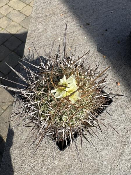 Stenocactus phyllacanthus